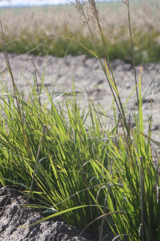 Calamogrostis brachytricha