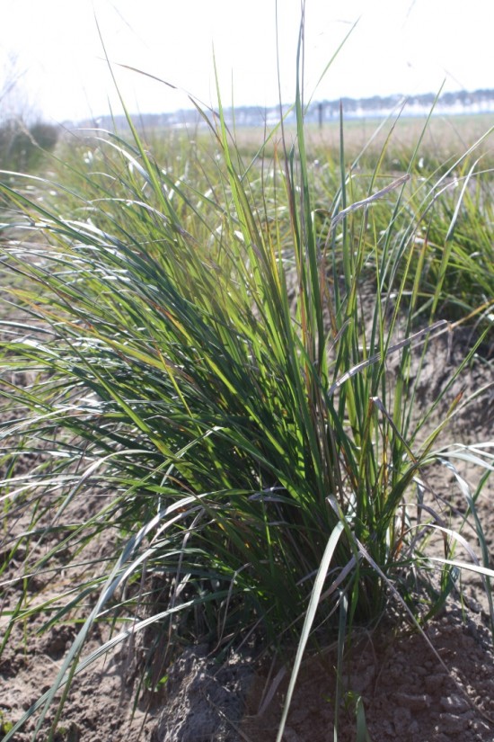 Calamogrostis acculata karl foestner