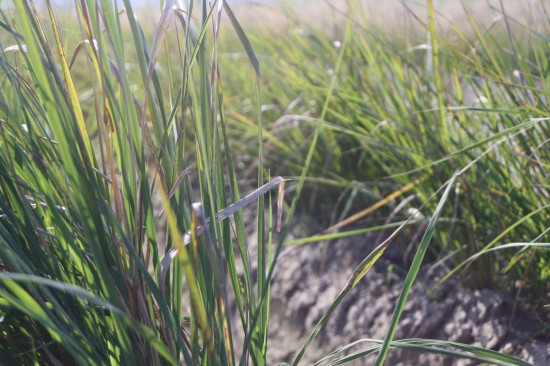 Calamogrostis acculata karl foestner