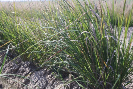 Calamogrostis acculata karl foestner