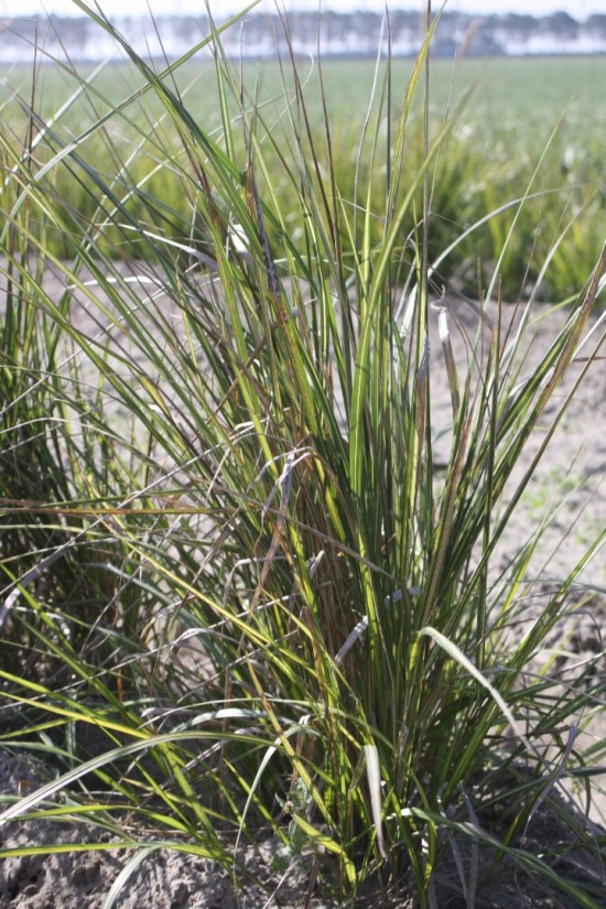 Calamogrostis acutiflora - Eldorado