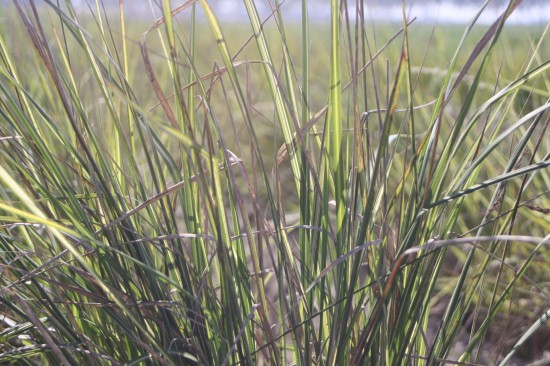 Calamogrostis acutiflora - Eldorado