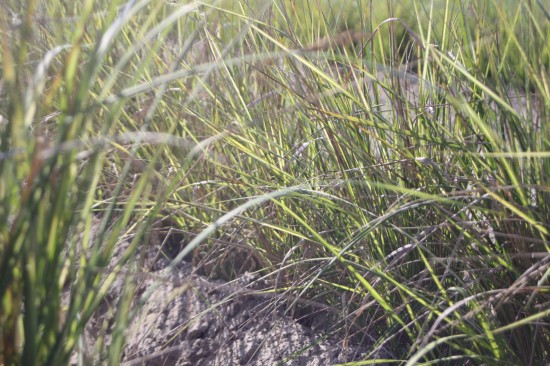 Calamogrostis acutiflora - Eldorado