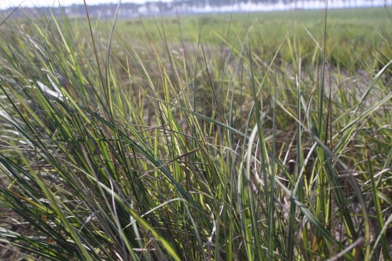 Calamogrostis acutiflora - Engeland