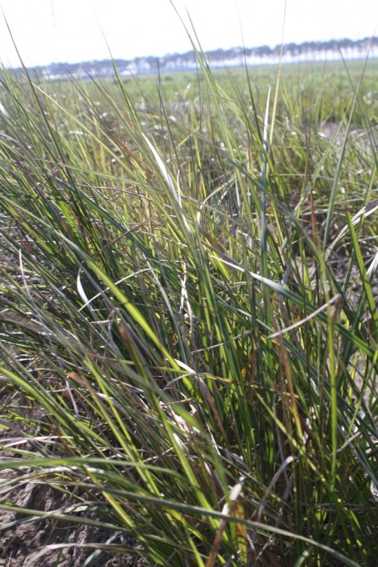 Calamogrostis acutiflora - Engeland