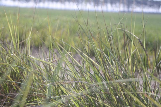 Calamogrostis acutiflora - Engeland