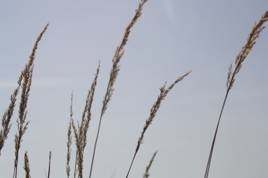 Calamogrostis acculata overdamm