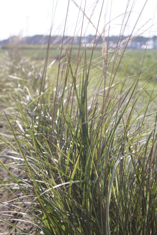 Calamogrostis acculata overdamm