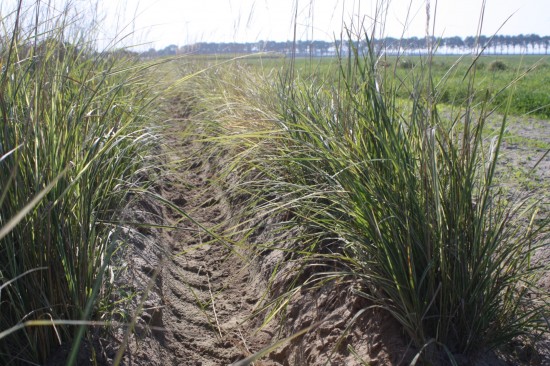 Calamogrostis acculata overdamm