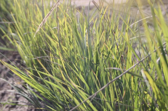 Calamogrostis acculata waldenbuch