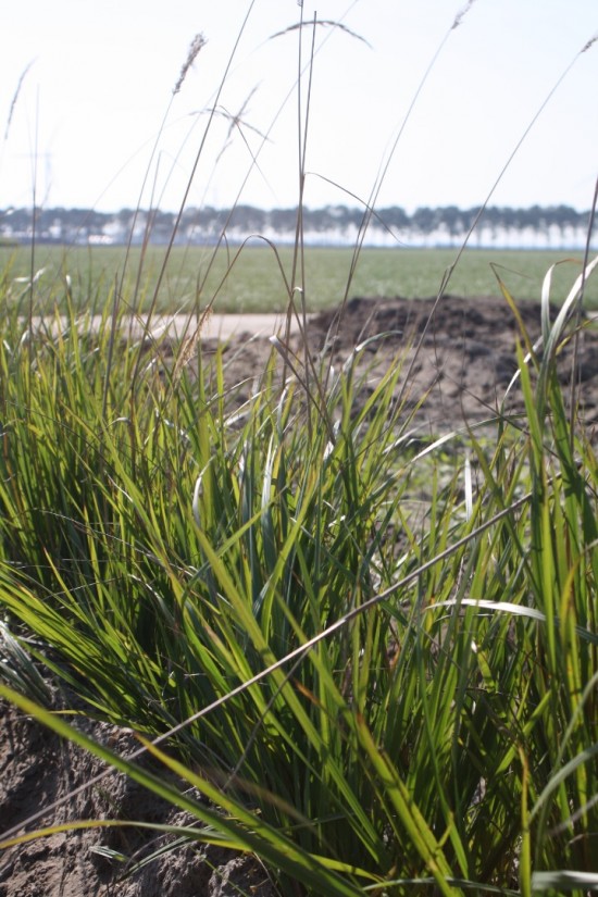 Calamogrostis acculata waldenbuch