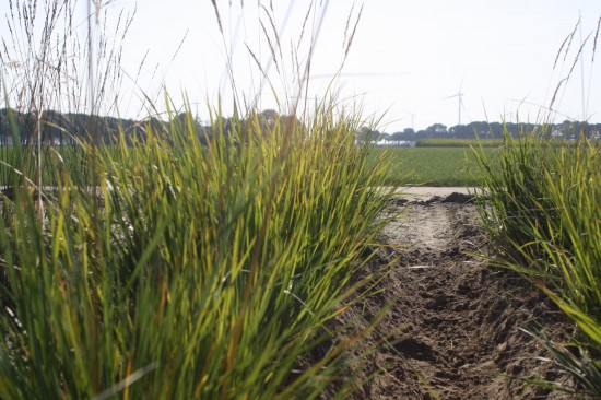 Calamogrostis acculata waldenbuch