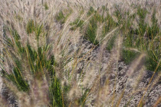 Pennisetum alopecoides gelbstiel