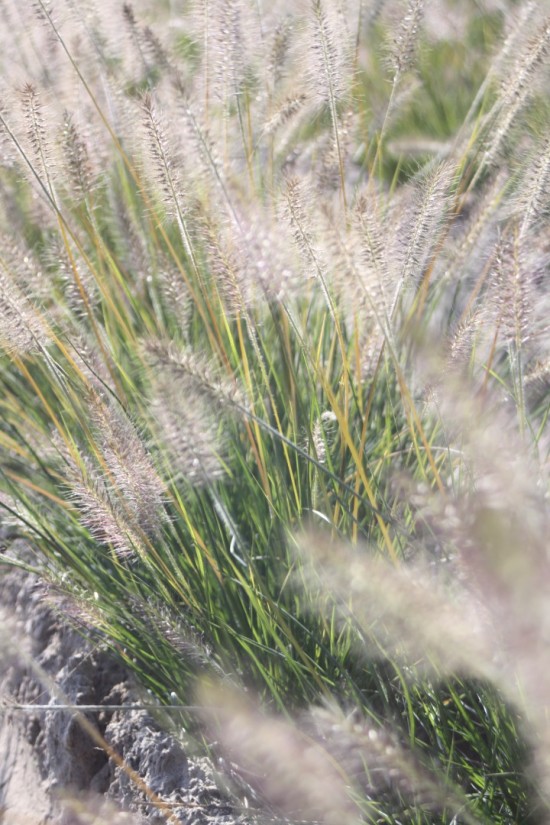 Pennisetum alopecoides gelbstiel
