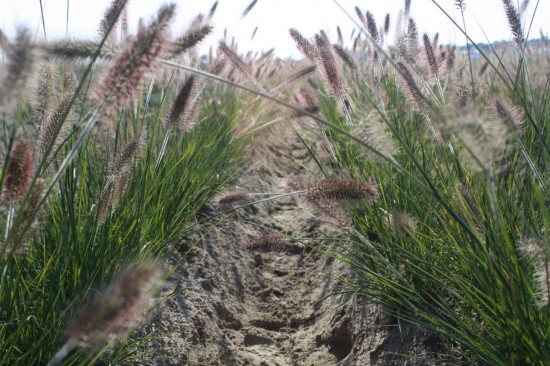 Pennisetum alopecoides weserbergland