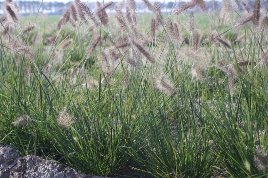 Pennisetum alopecoides weserbergland