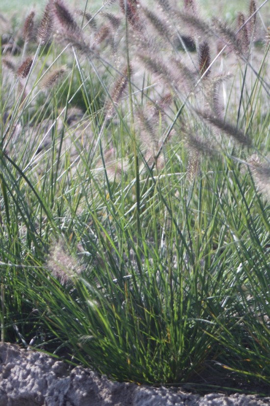 Pennisetum alopecoides weserbergland