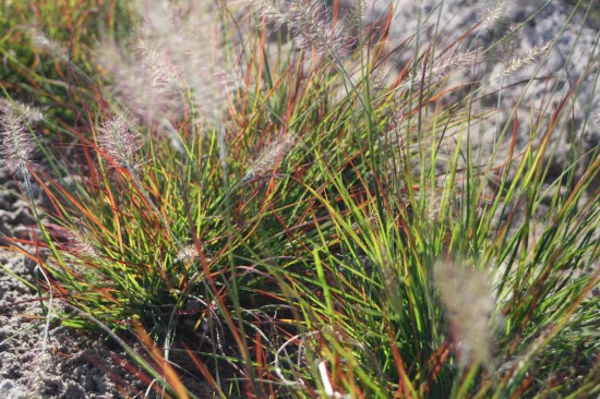 Pennisetum alopecoides - Burgundy Bundy