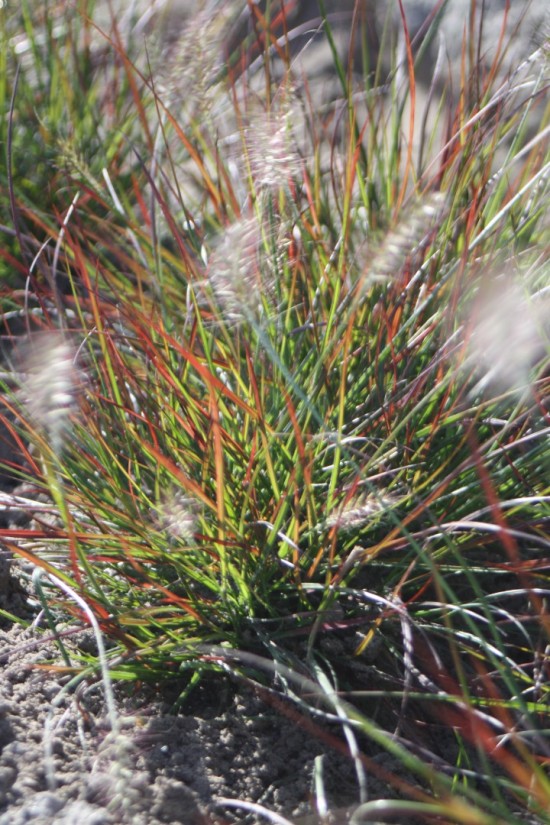 Pennisetum alopecoides - Burgundy Bundy