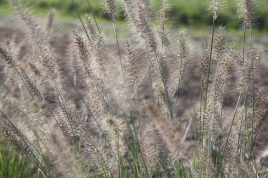 Pennisetum alopecoides hammeln