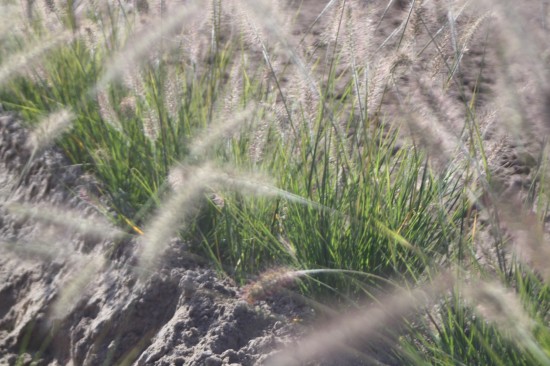 Pennisetum alopecoides hammeln
