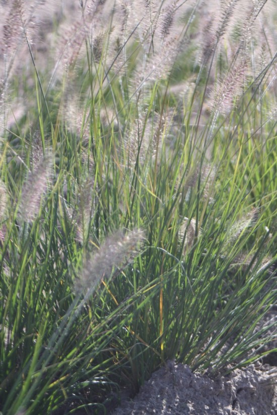 Pennisetum alopecoides hammeln