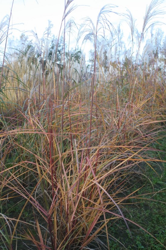 Miscanthus flamingo