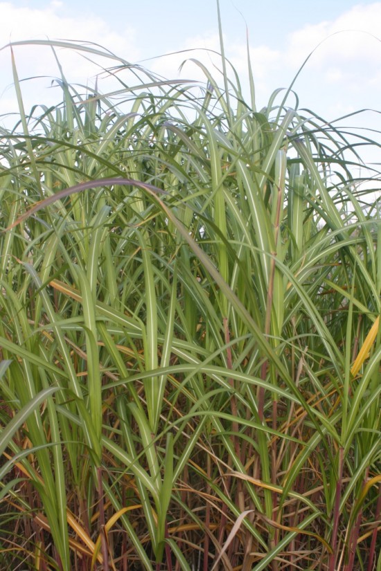 Miscanthus floridulus jubilaris