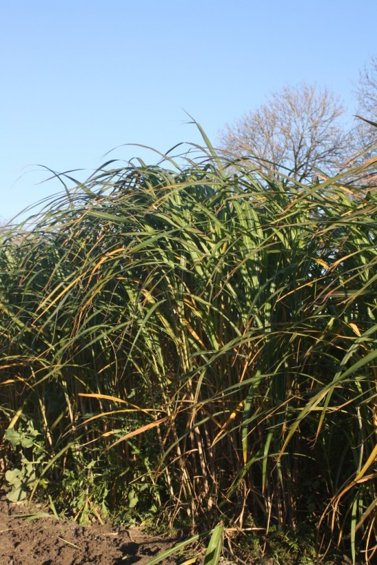 Miscanthus floridulus - giganteus