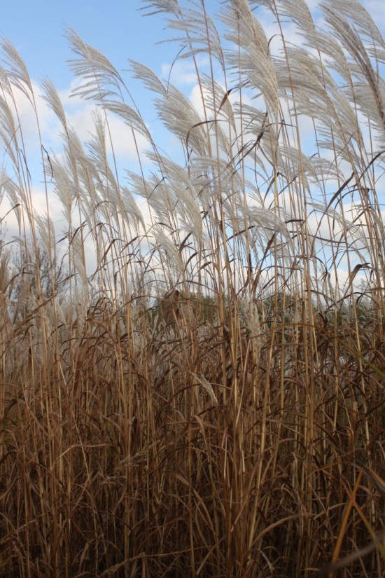 Miscanthus sacchariflorus
