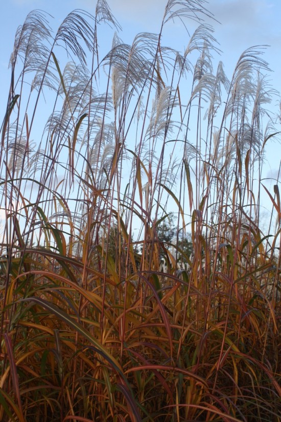 Miscanthus sinensis rosi