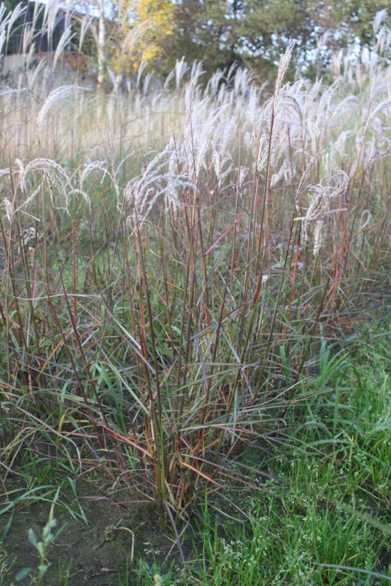 Miscanthus sinensis aparatif
