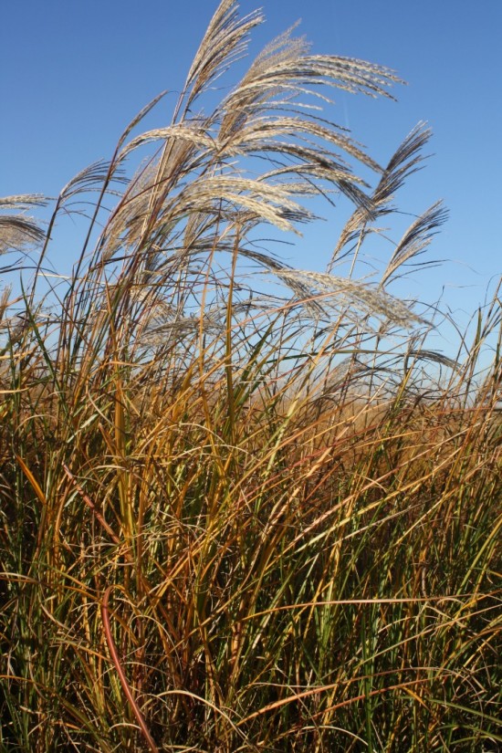Miscanthus sinensis augustfeder