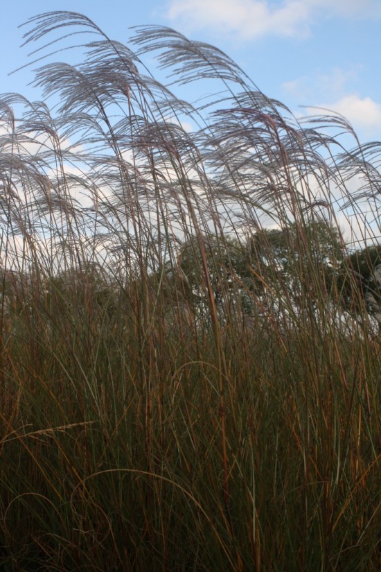 Miscanthus sinensis beth chato