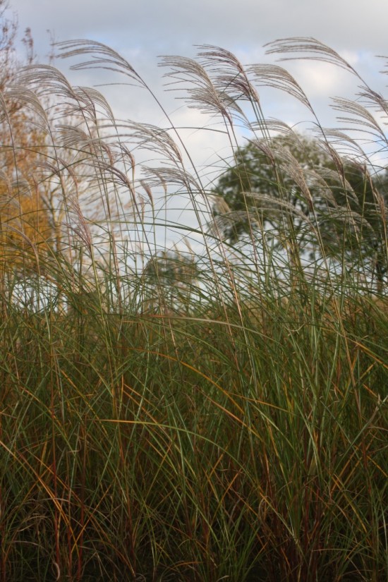 Miscanthus sinensis champagner