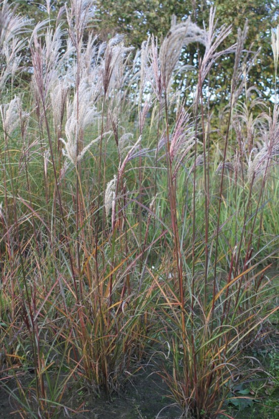 Miscanthus sinensis china