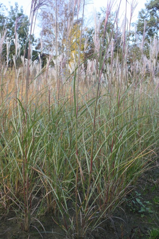 Miscanthus sinensis digistift