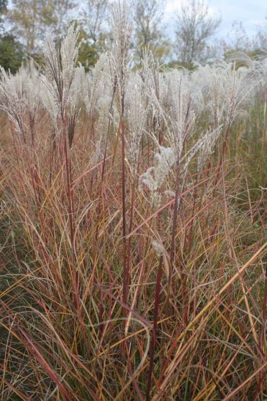 Miscanthus sinensis dreadlocks