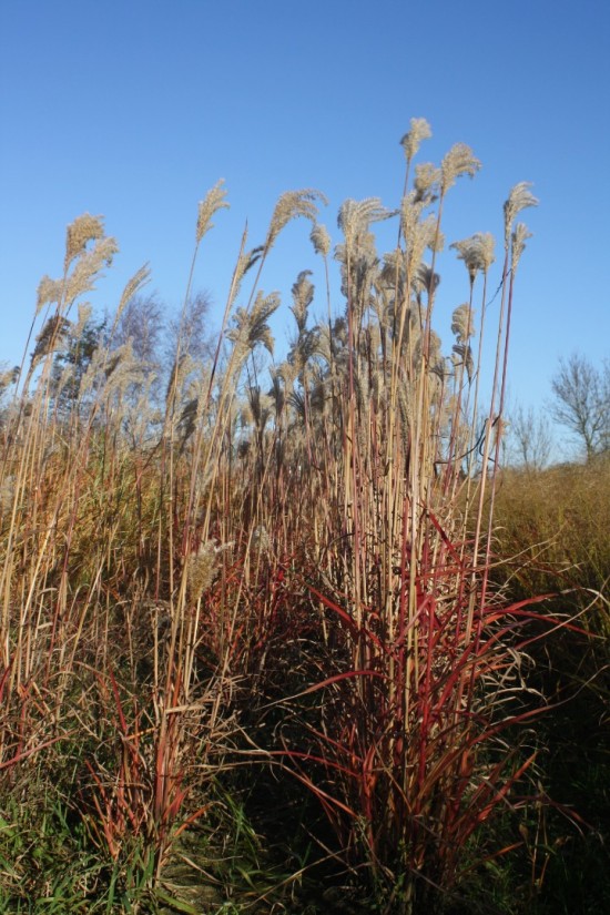 Miscanthus sinensis dronning ingrid