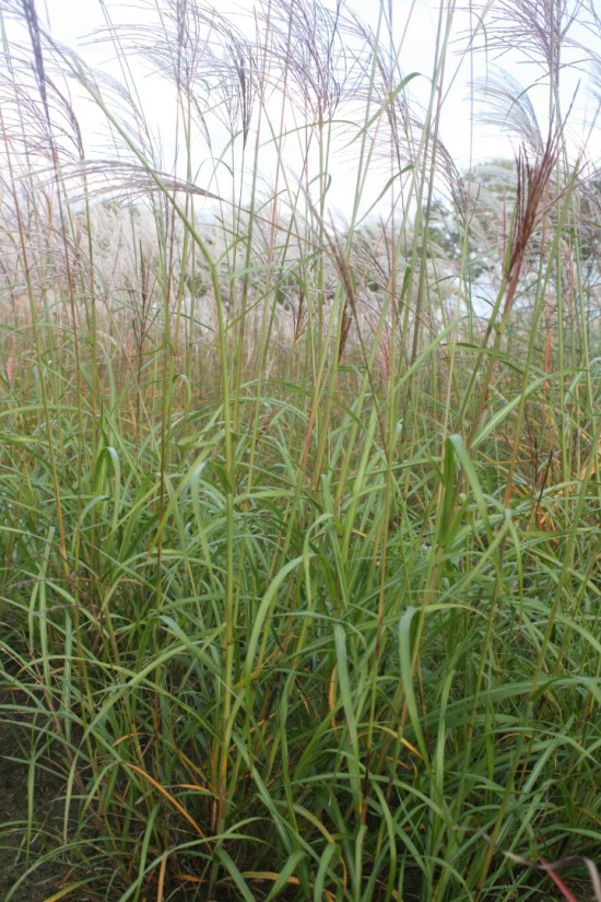 Miscanthus sinensis emmanuel lepage