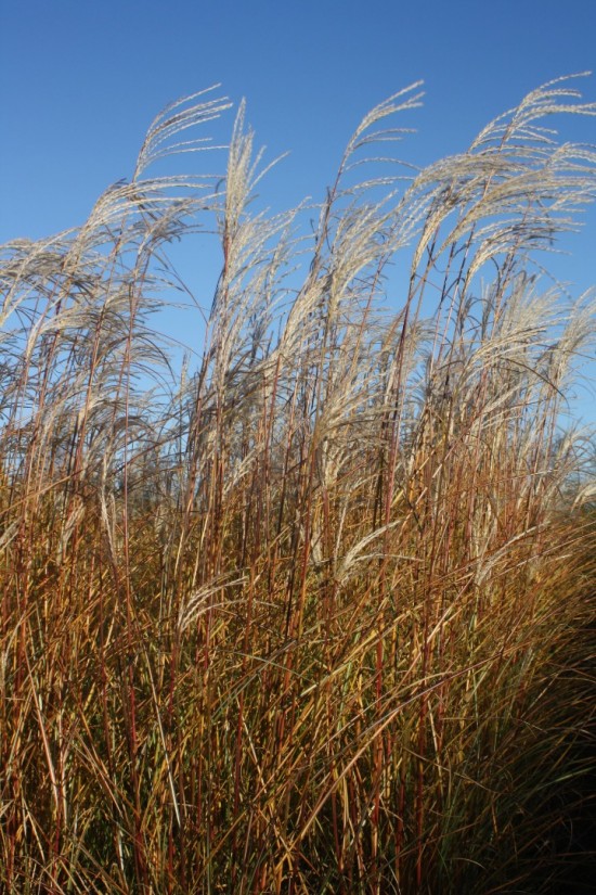 Miscanthus sinensis - Federweisser
