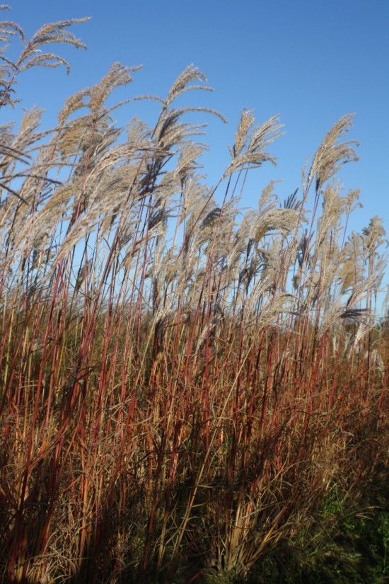 Miscanthus sinensis ferner oster