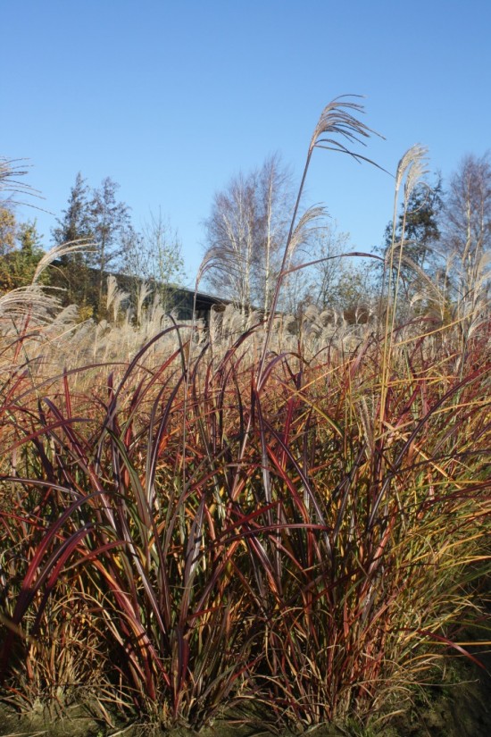 Miscanthus sinensis