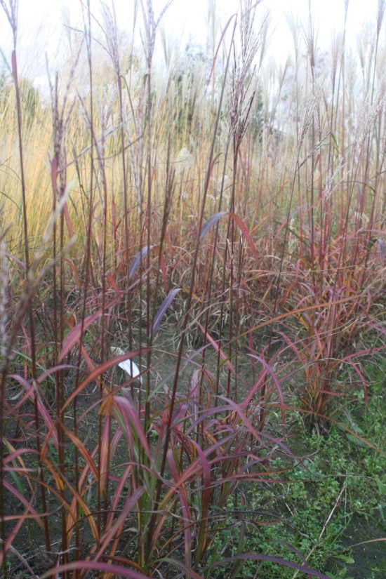 Miscanthus sinensis ghana