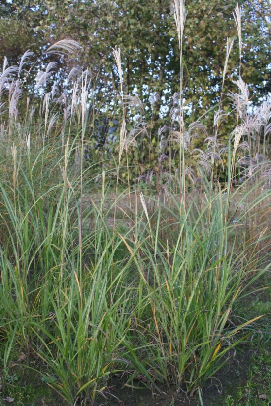 Miscanthus sinensis goldglanz