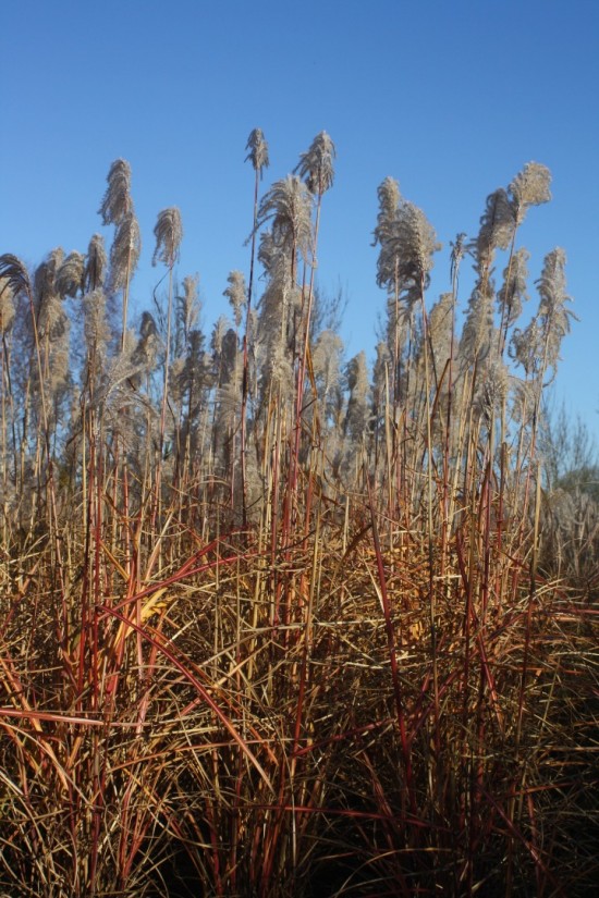 Miscanthus sinensis goliath