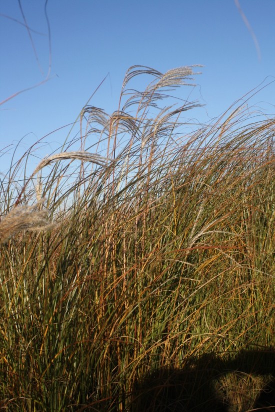 Miscanthus sinensis gracilimus