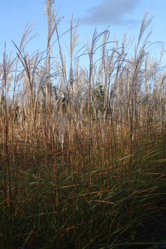 Miscanthus sinensis graziella