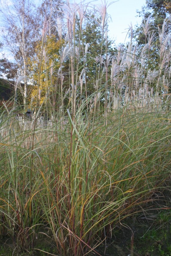 Miscanthus sinensis grosse fontäne