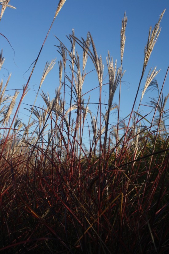 Miscanthus sinensis herman mussel